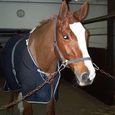 Dansk Varmblod Red Morning