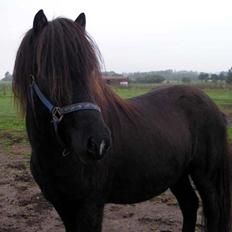 Islænder Bersi fra Fejø