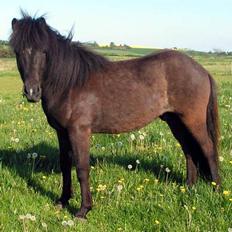 Islænder Bersi fra Fejø