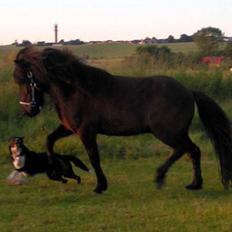 Islænder Bersi fra Fejø