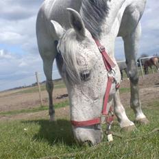 Anden særlig race Donata (pony) *SOLGT* :(