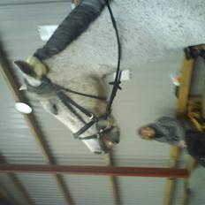 Anden særlig race Donata (pony) *SOLGT* :(