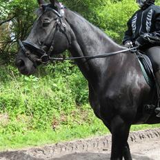 Trakehner Korinna Von C. R.I.P.