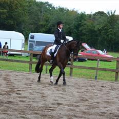 Anden særlig race Bakkelys Felur *Solgt*