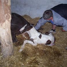 Pinto søndergårdens ayla