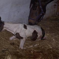 Pinto søndergårdens ayla