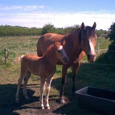 Anden særlig race Mikeena solgt