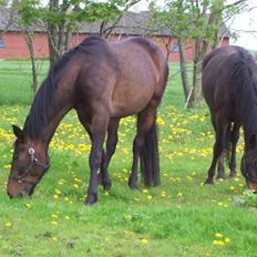 Anden særlig race gillian