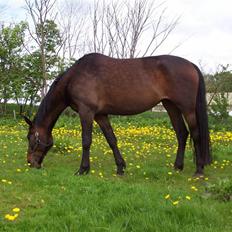 Anden særlig race gillian