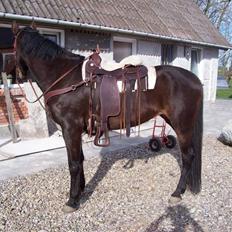 Anden særlig race gillian