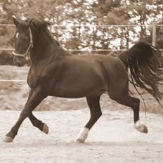 Oldenborg Cash af Egense *solgt*