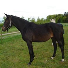 Oldenborg samantha af hvarre