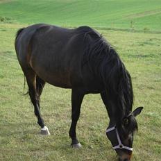 Oldenborg samantha af hvarre