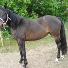 Oldenborg samantha af hvarre