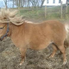 Shetlænder romy van shilling