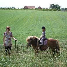 Shetlænder romy van shilling