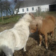 Shetlænder romy van shilling