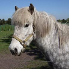 Islænder Djarkni von midgaard
