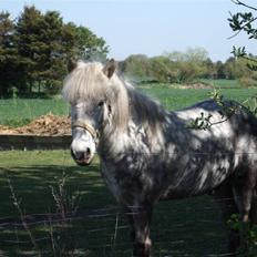 Islænder Djarkni von midgaard
