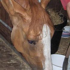 Anden særlig race Libell