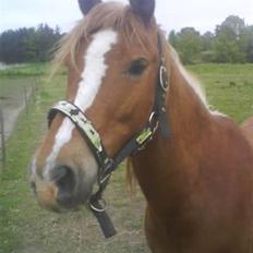 Anden særlig race | charlie<3