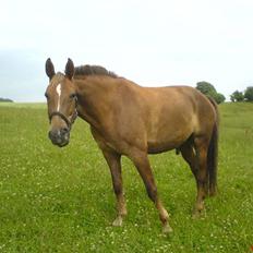 Anden særlig race Alborak