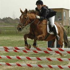 Anden særlig race Alborak