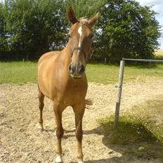 Anden særlig race Alborak