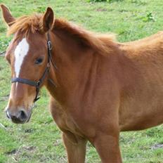 Dansk Varmblod storåens Mikkelino