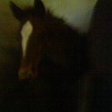 Dansk Varmblod storåens Mikkelino