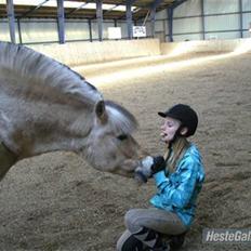 Fjordhest Obelix *SOLGT*