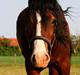 Welsh Cob (sec D) LINDBERG NOBLEMAN SOLGT