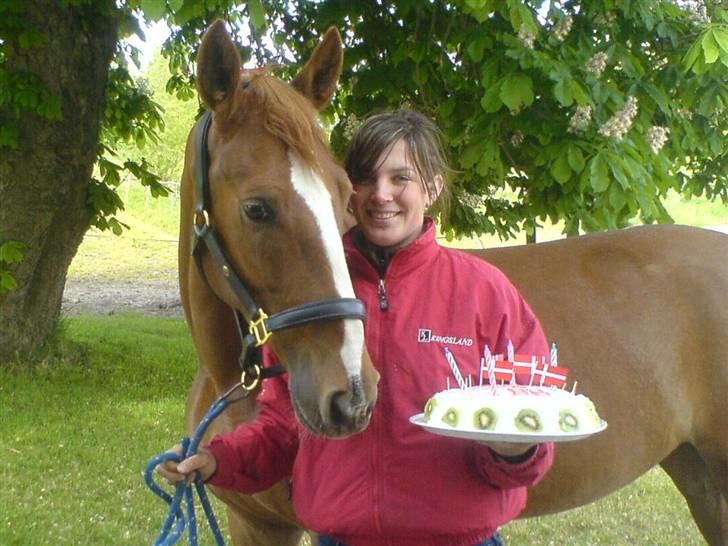 Hollandsk Varmblod Zafira - SOLGT - Zafira´s 4 års fødselsdag billede 13
