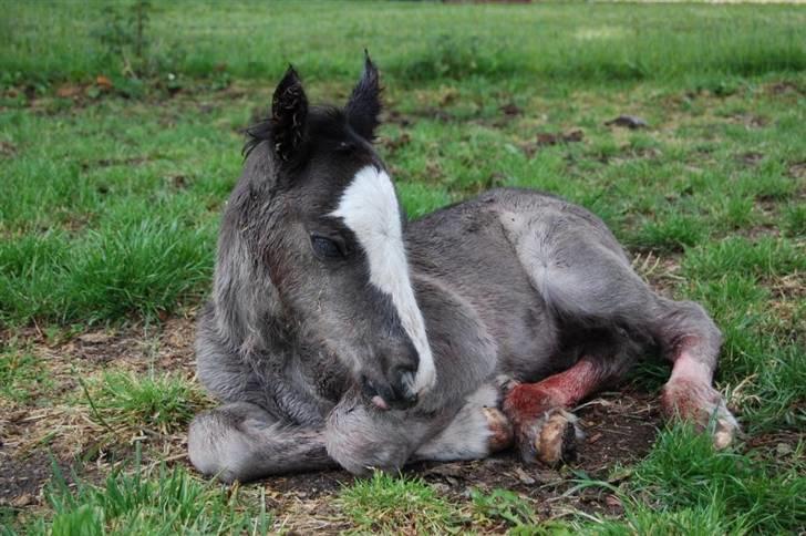 Irish Cob Møllens Miss. Ziggy*SOLG* billede 1
