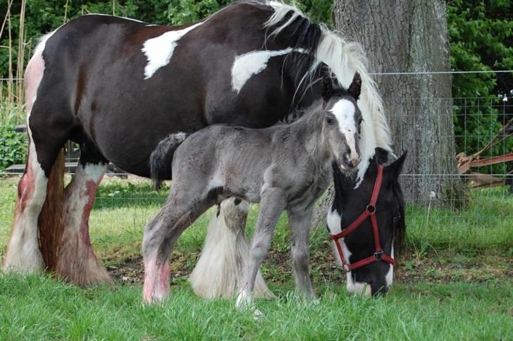 Irish Cob Møllens Miss. Ziggy*SOLG* billede 2