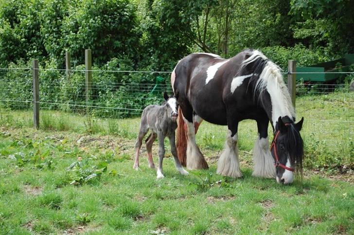 Irish Cob Møllens Miss. Ziggy*SOLG* billede 3