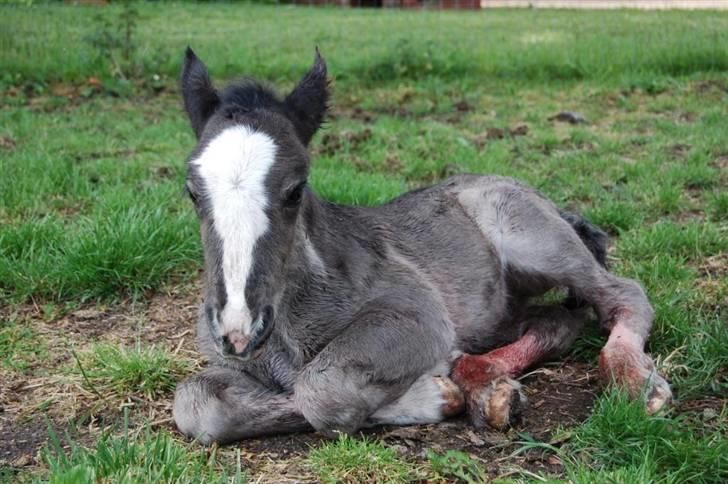 Irish Cob Møllens Miss. Ziggy*SOLG* billede 4