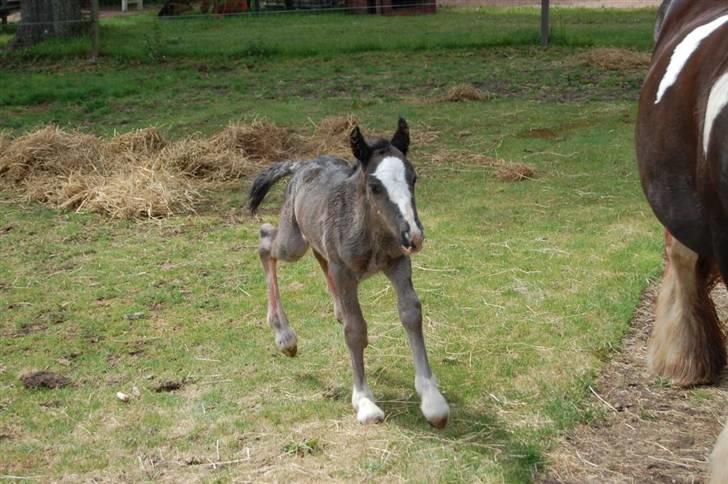 Irish Cob Møllens Miss. Ziggy*SOLG* billede 5