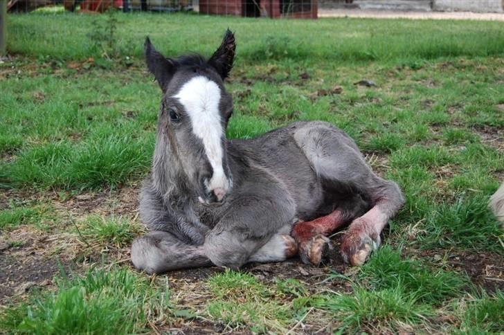 Irish Cob Møllens Miss. Ziggy*SOLG* billede 6