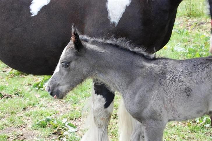 Irish Cob Møllens Miss. Ziggy*SOLG* billede 7