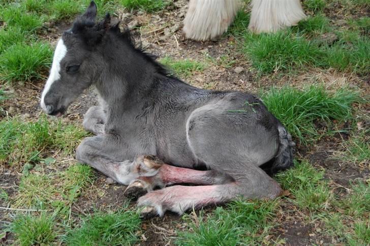 Irish Cob Møllens Miss. Ziggy*SOLG* billede 8