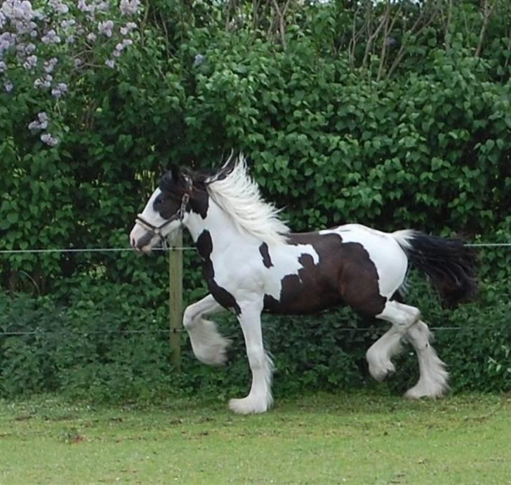 Irish Cob Møllens Mr. O'Sully*SOLGT billede 13