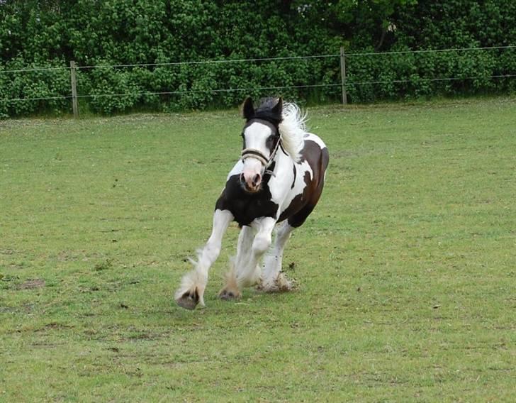 Irish Cob Møllens Mr. O'Sully*SOLGT billede 15