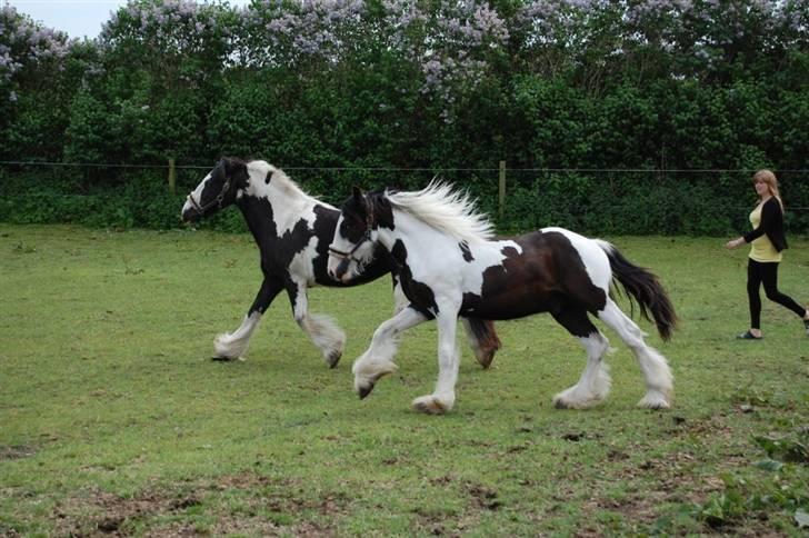 Irish Cob Møllens Mr. O'Sully*SOLGT billede 16