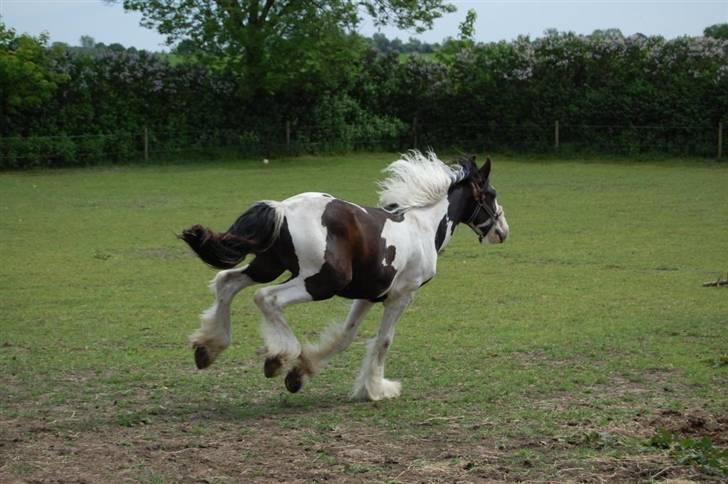 Irish Cob Møllens Mr. O'Sully*SOLGT billede 17