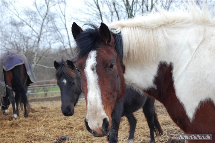 Pinto Kiara *Gammel part* - Søde lille kiara på fold, savner dig allerede  billede 18