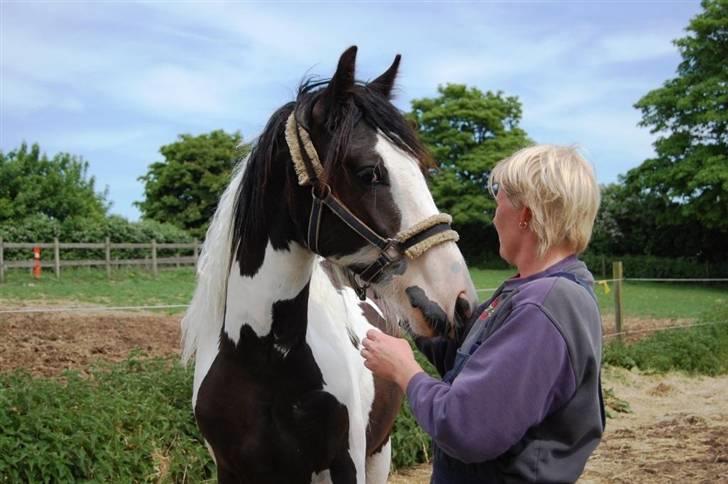 Irish Cob Møllens Mr. O'Sully*SOLGT billede 18