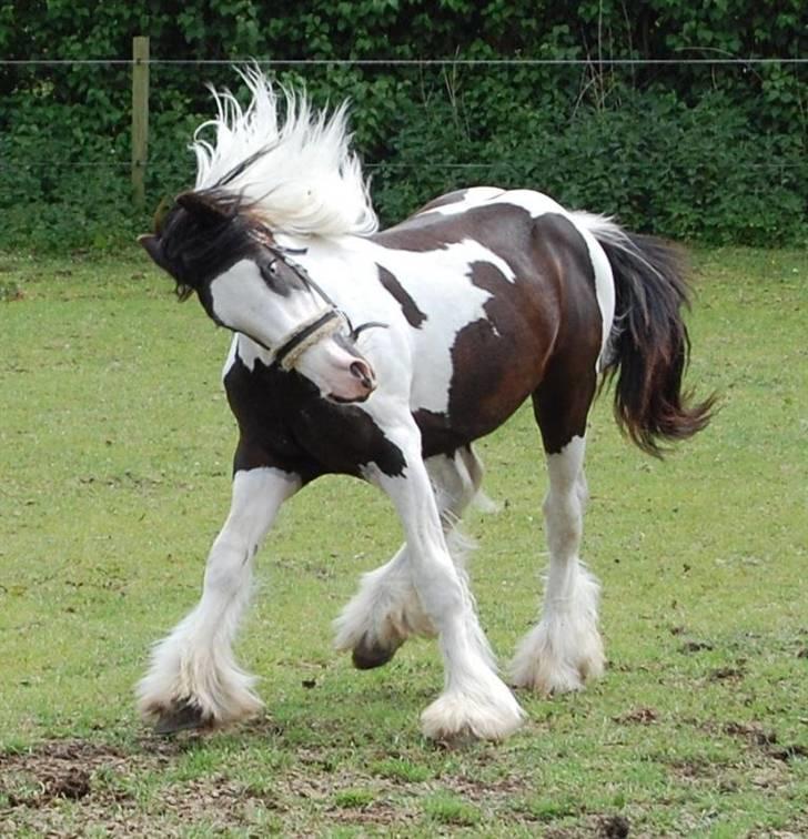 Irish Cob Møllens Mr. O'Sully*SOLGT billede 19