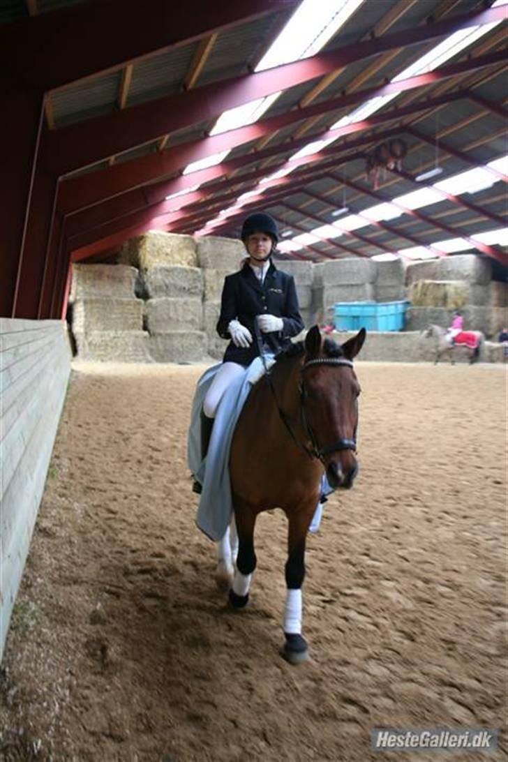 Anden særlig race Prince Charming  (solgt )  - (4) til stævne i svenstrup (billed taget af min far) billede 3