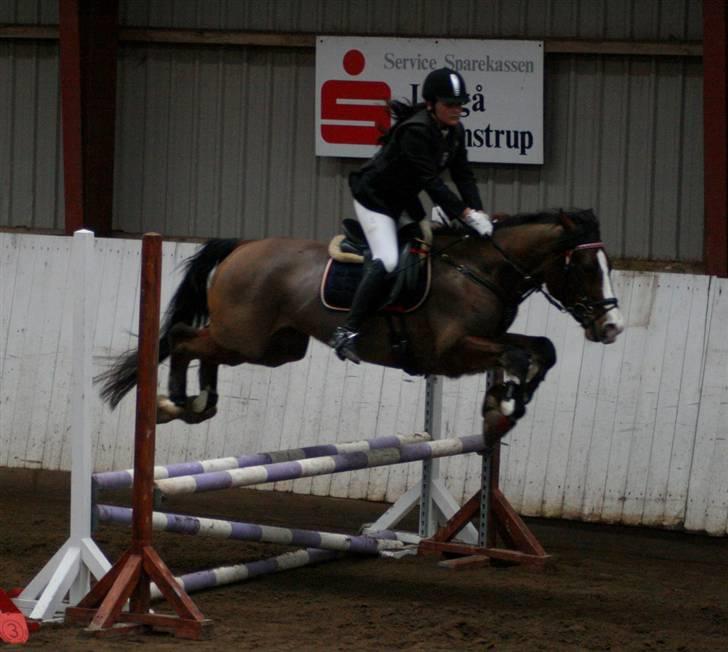 Welsh Cob (sec D) LINDBERG NOBLEMAN SOLGT - Vores andet springstævne, LC :) billede 3